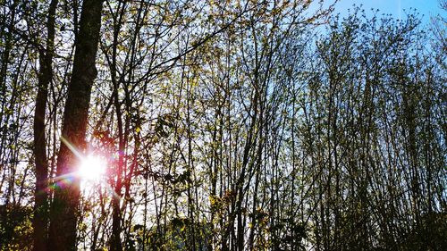 Low angle view of sunlight streaming through trees in forest