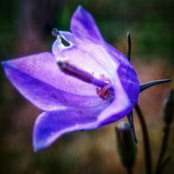 Close-up of flower