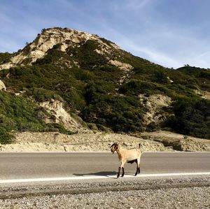 Goat on road against mountains