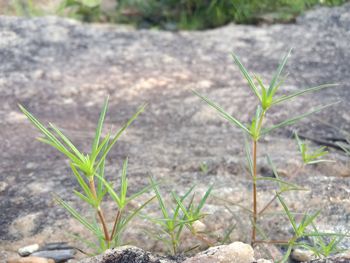 Close-up of plant growing on field