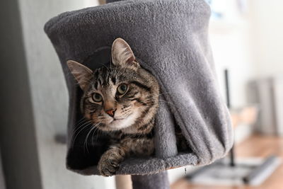 Close-up portrait of a cat