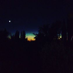 Silhouette trees at night