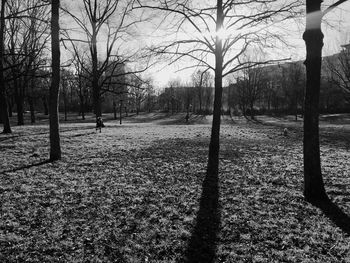 Bare trees on landscape against sky