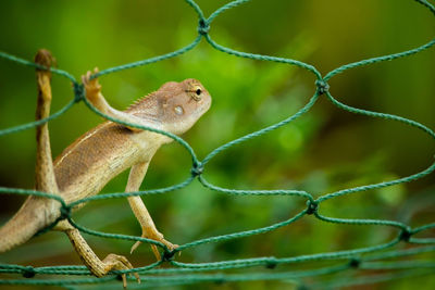 Close-up of a bird on a fence