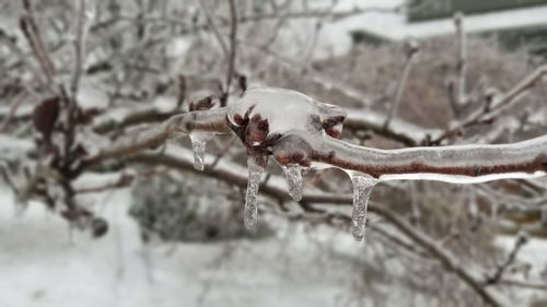 Close-up of snow on tree