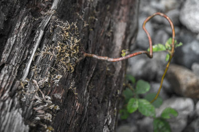 Close-up of lichen on tree trunk