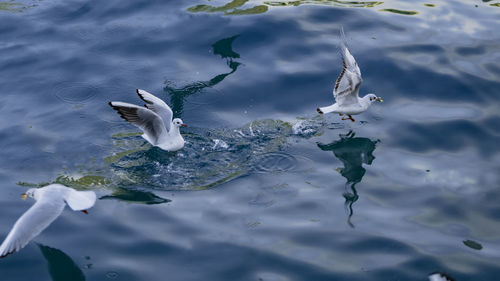 High angle view of seagulls on lake