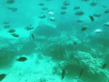 School of fish swimming in sea