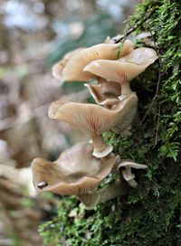 Close-up of fly agaric mushroom