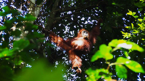 Low angle view of monkey on tree