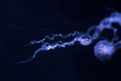 Close-up of jellyfish in sea