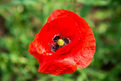 Close-up of bee on red poppy