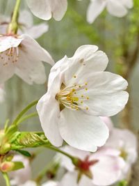 Close-up of white cherry blossoms