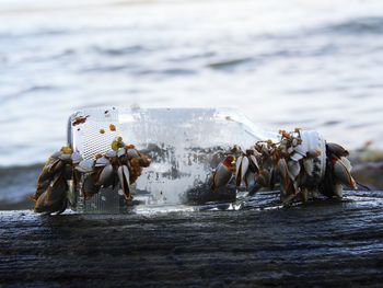 Close-up of crab on beach