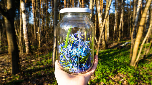 Person holding glass jar on tree