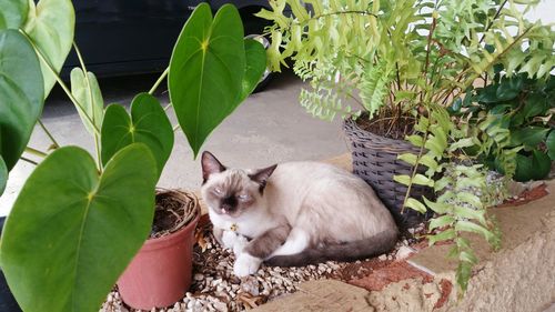 Cat on plant