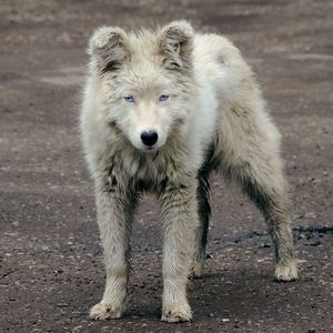 Close-up portrait of dog standing outdoors