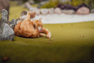 Cat resting on a land
