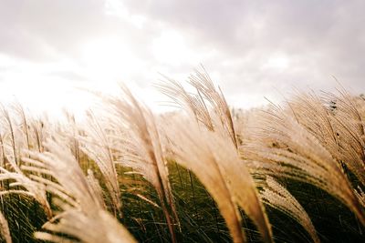 Close-up of wheat growing on field against sky