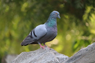 Close-up of pigeon perching, blue pigeon, rock pigeon