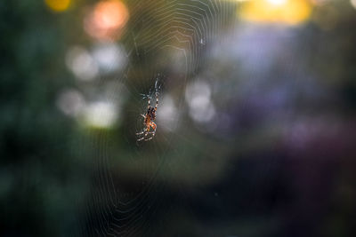 Close-up of spider on web