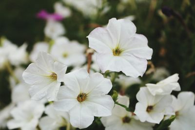 Close-up of white flowers blooming outdoors