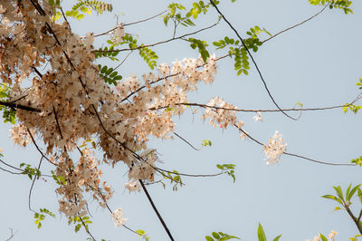 Low angle view of cherry blossoms against clear sky