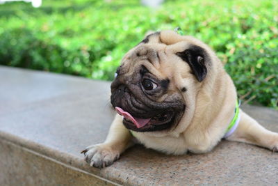 Close-up portrait of a dog