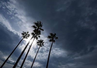 Low angle view of silhouette coconut palm tree against sky