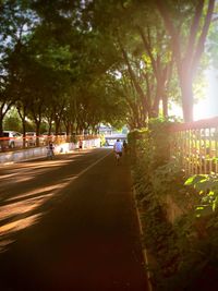 Road passing through trees