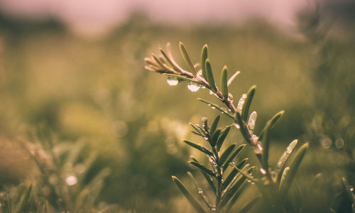 Close-up rosemary