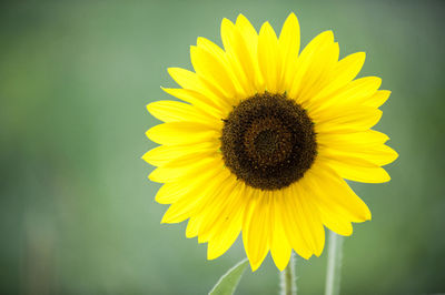 Close-up of yellow sunflower