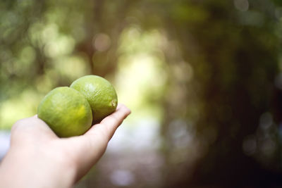 Close-up of hand holding fruit