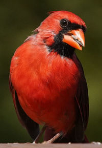 Vivid red northern cardinal poses on the deck