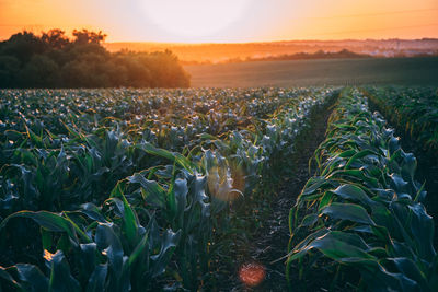 Plants growing on field against sky during sunset