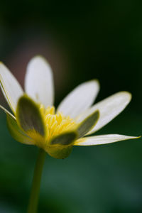 Close-up of white crocus flower