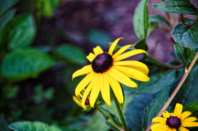 Close-up of yellow flowering plant