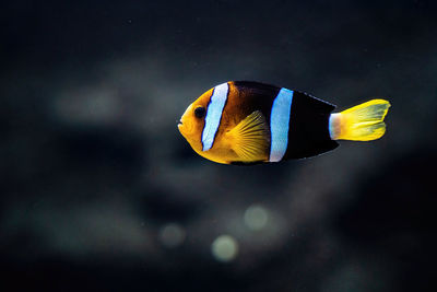 Sebae clownfish or amphiprion sebae in the sea, is an anemonefish found in the northern indian ocean