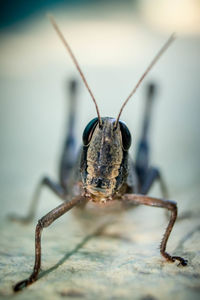 Close-up of insect