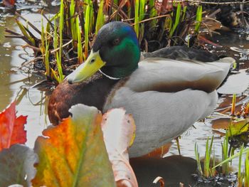 Close-up of bird perching on a lake