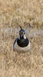 High angle view of bird on field