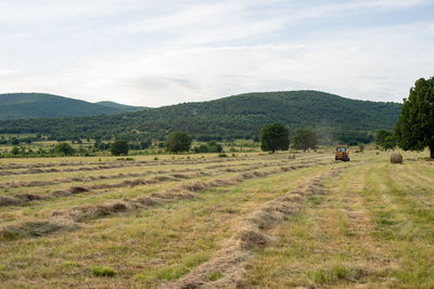 Gathering hay on the field