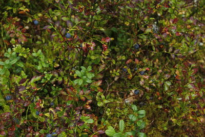 Close-up of bird on plants