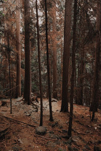 Trees in forest