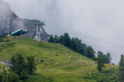 Animals grazing on landscape