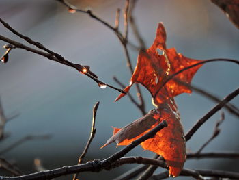 Low angle view of autumnal leaves against sky