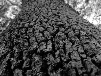 Full frame shot of tree trunk