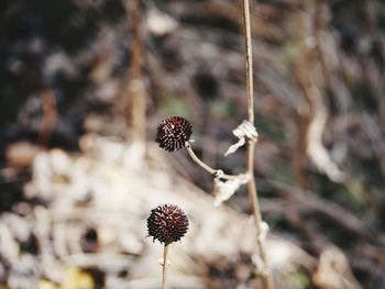 Close-up of flowers