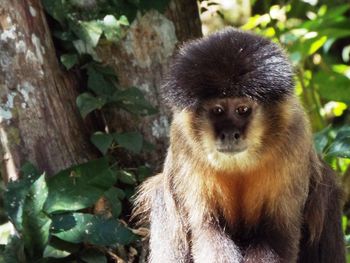 Portrait of monkey on tree