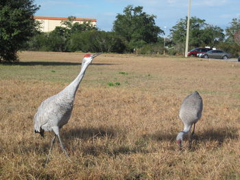 View of birds on field